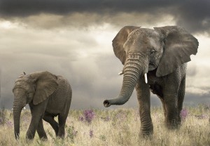 Elephant song